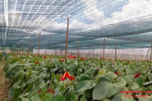 Tầm quan trọng của lưới che nắng trong sản xuất nông nghiệp